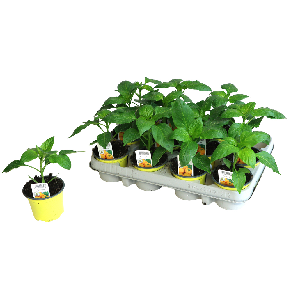 Capsicum annuum