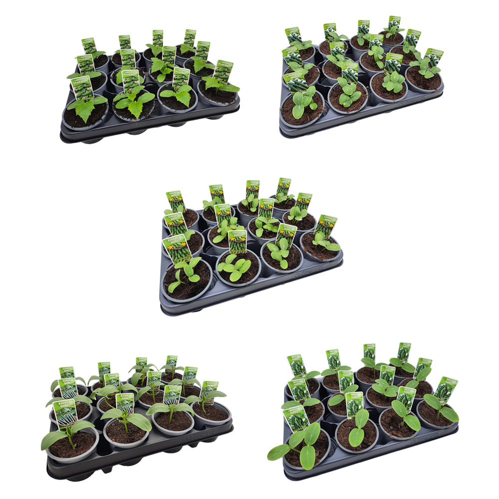 condimentaires aromatiques