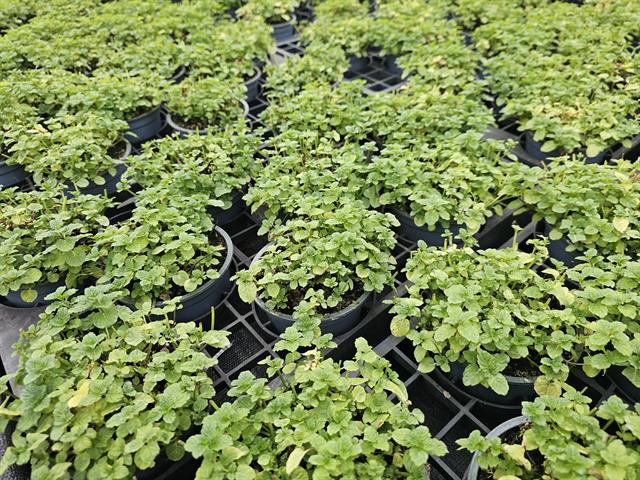 condimentaires aromatiques