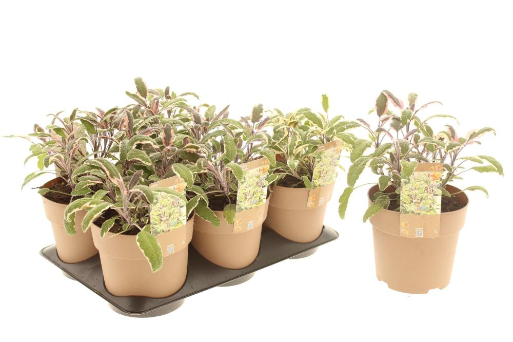 Salvia