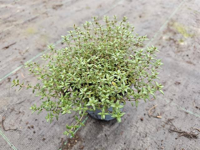 condimentaires aromatiques