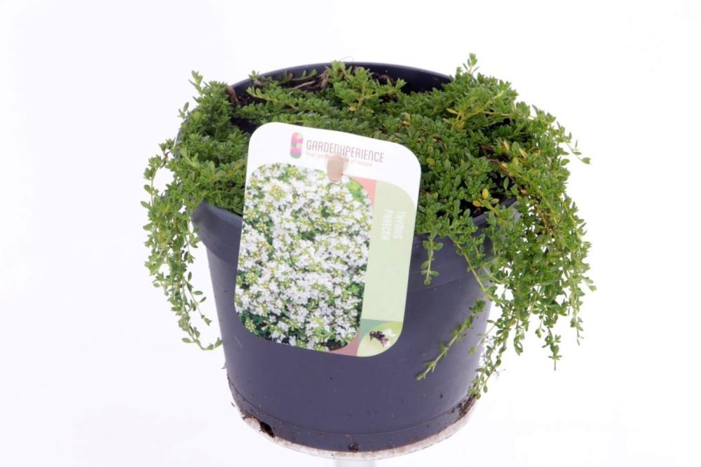 thymus