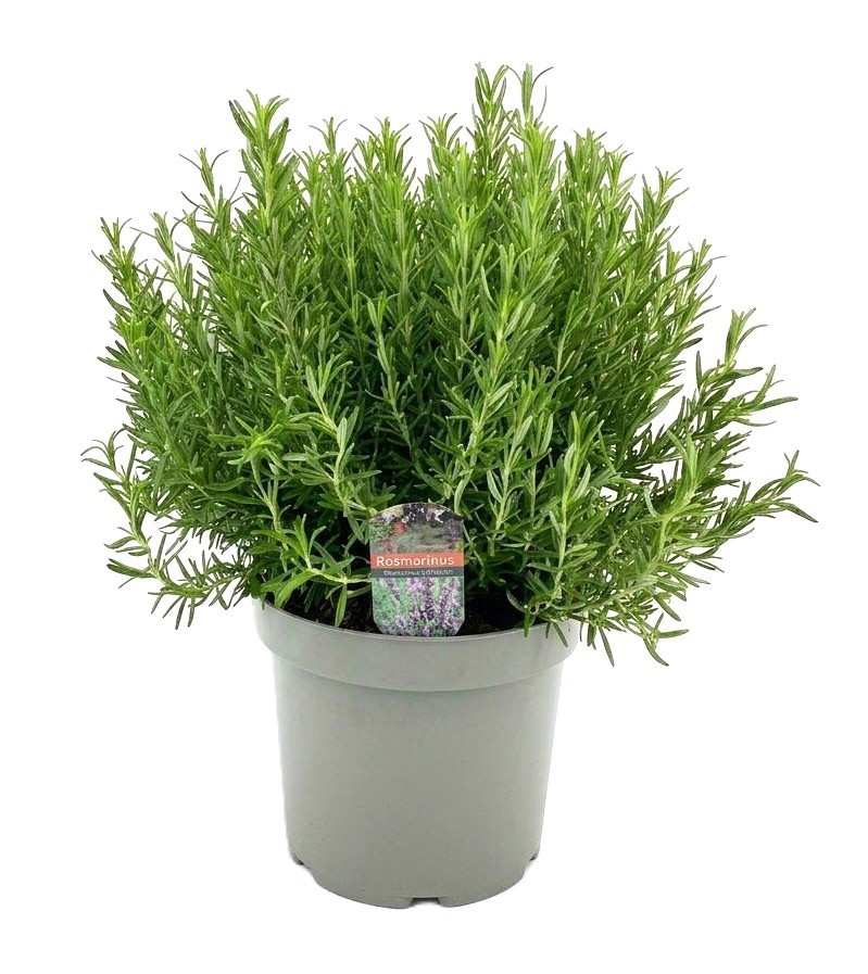 rosmarinus
