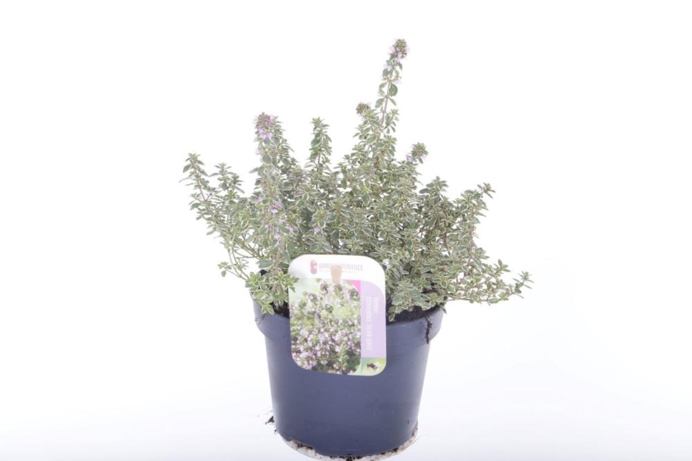 condimentaires aromatiques