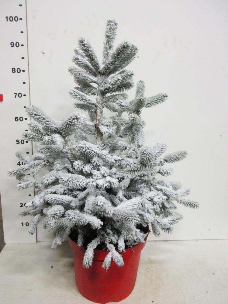 picea