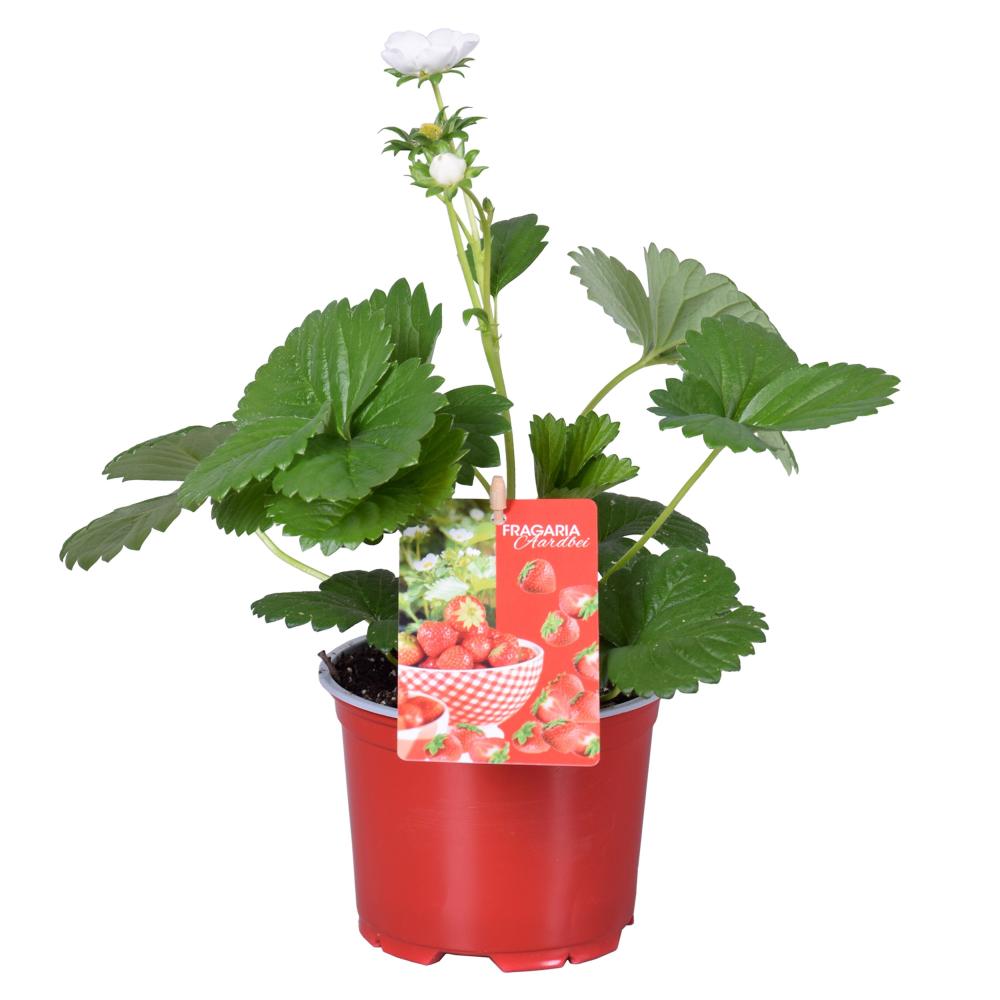 fragaria