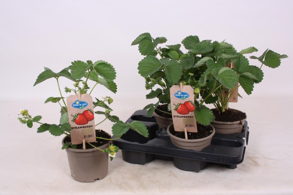 fragaria