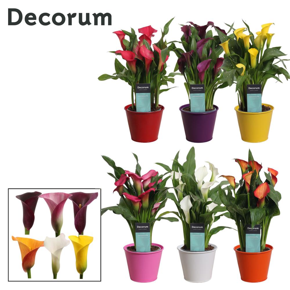 zantedeschia