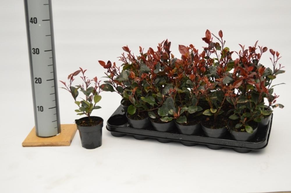 Photinia