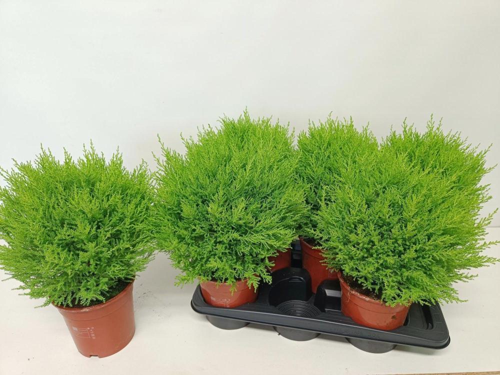 cupressus