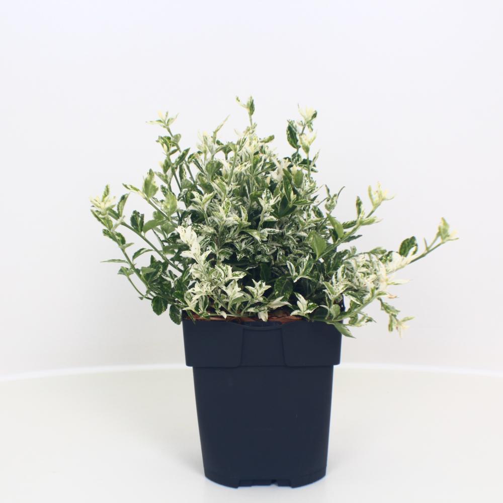 euonymus