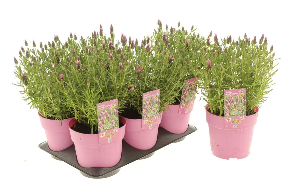 lavandula