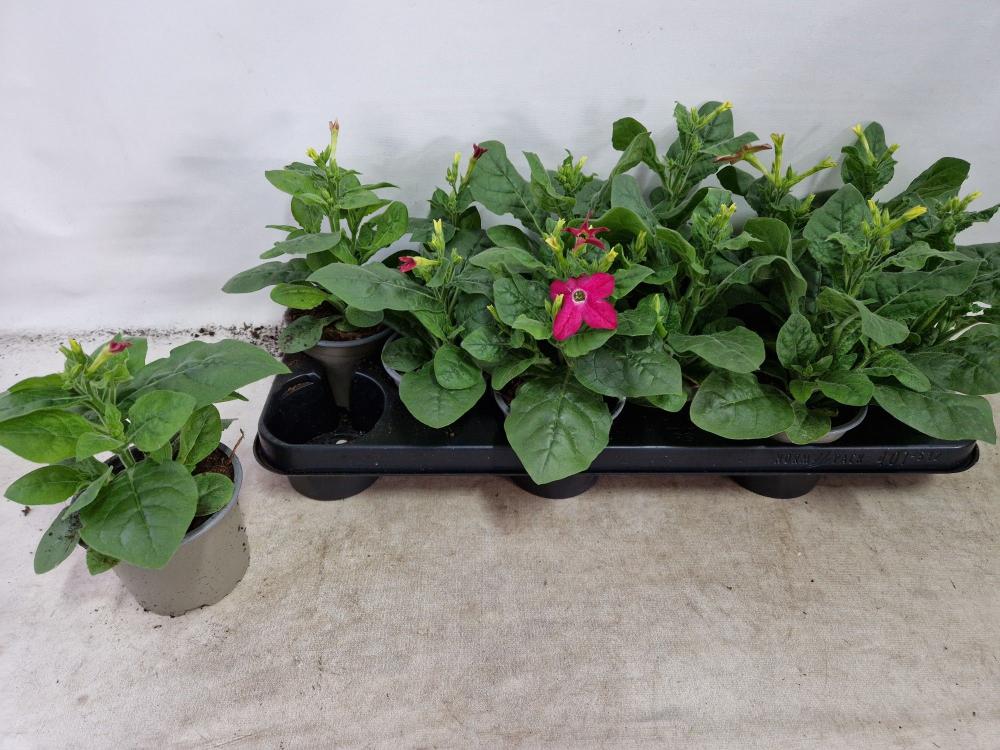 Nicotiana