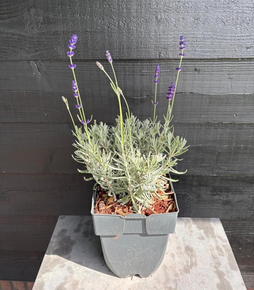 lavandula