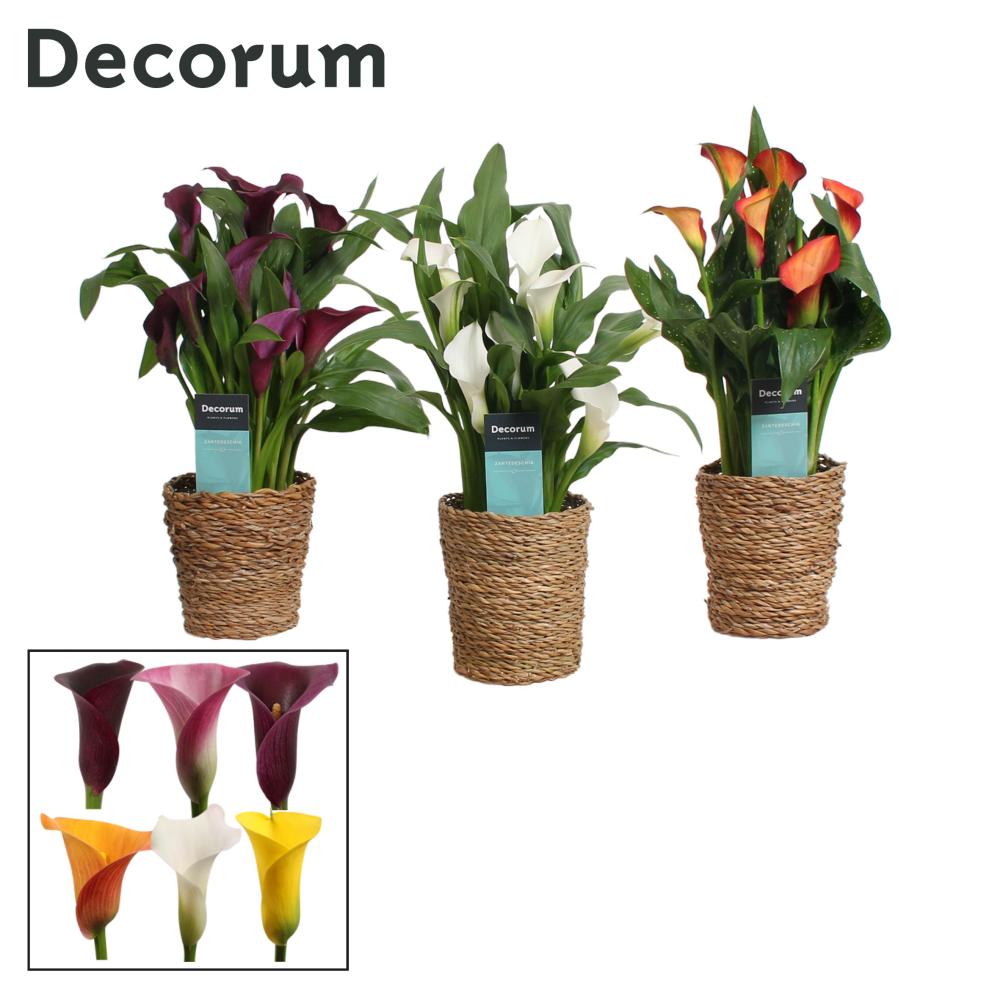 zantedeschia