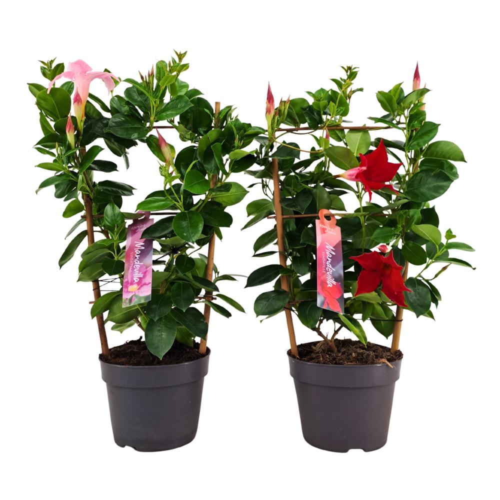 mandevilla-dipladenia