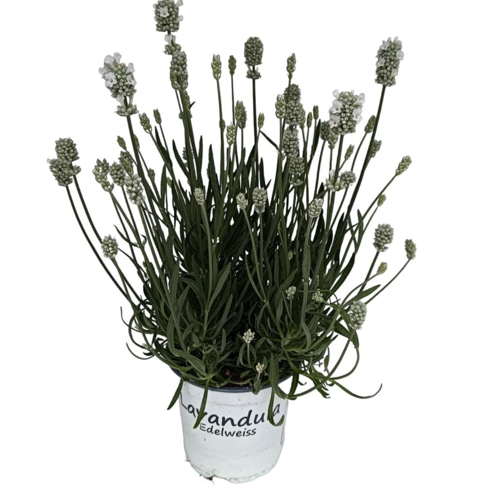 lavandula