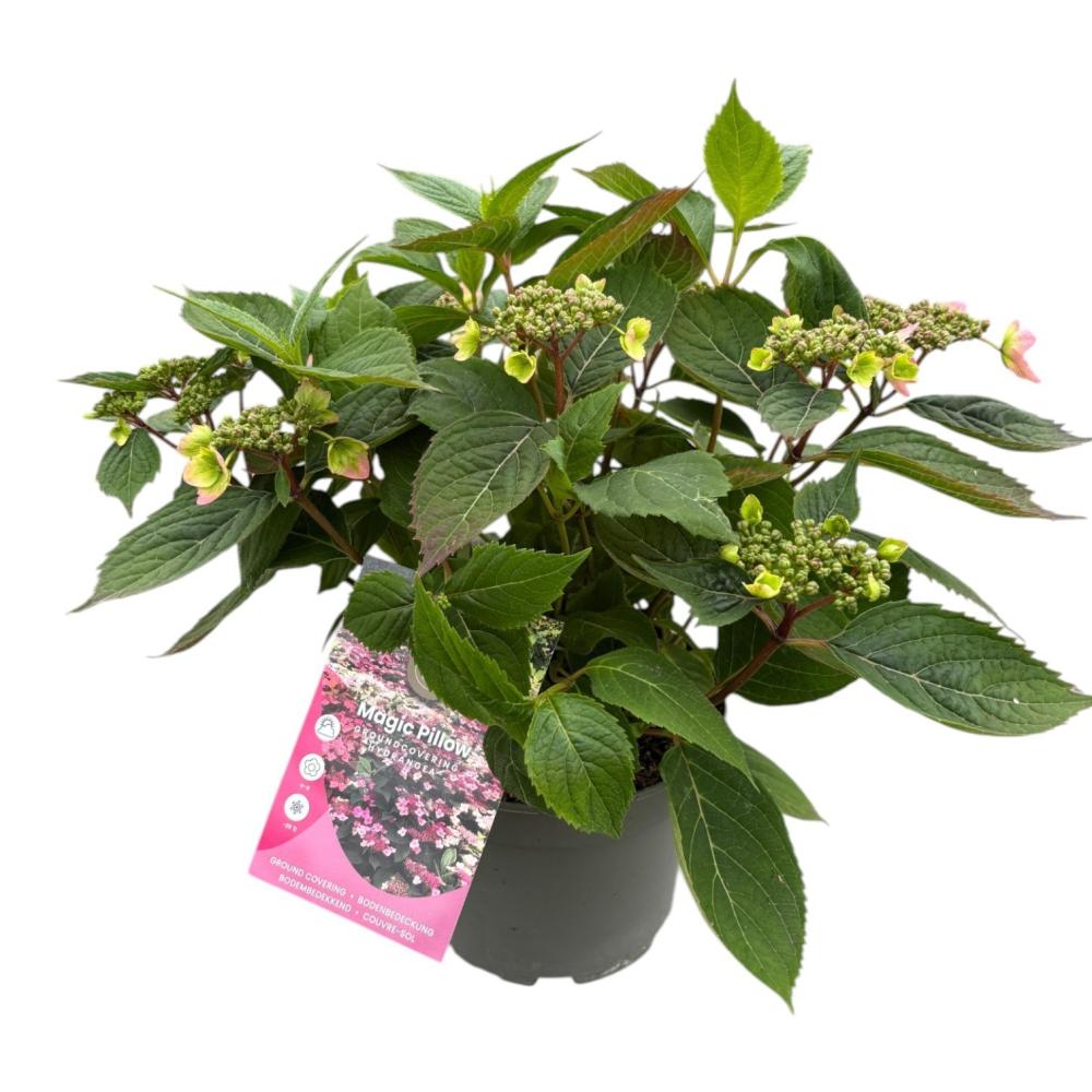 hydrangea