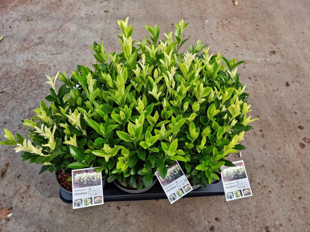 euonymus