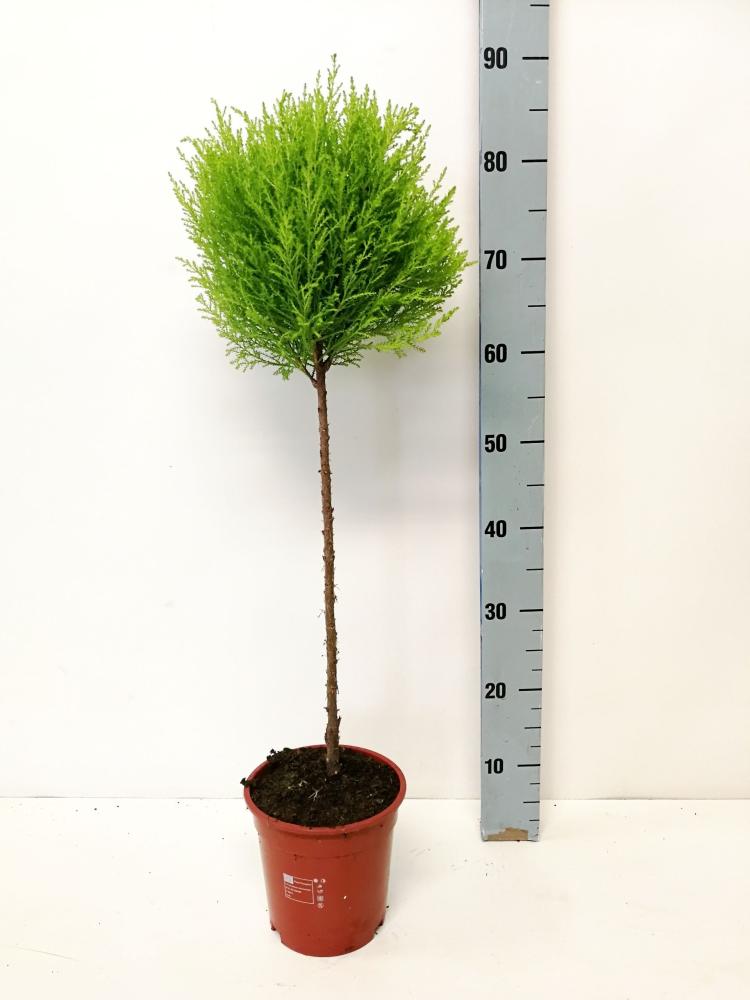 cupressus