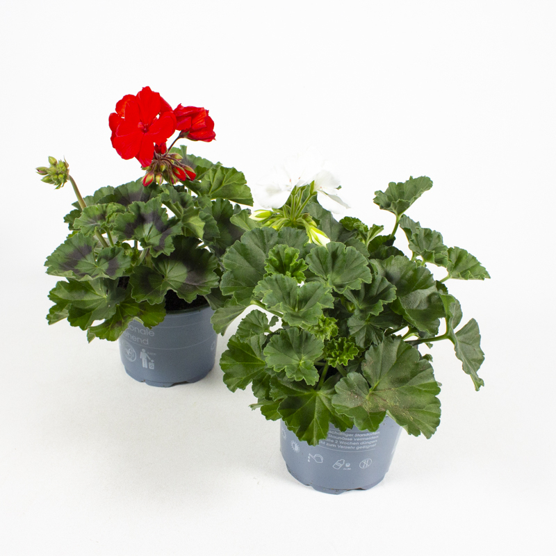 Pelargonium zonale
