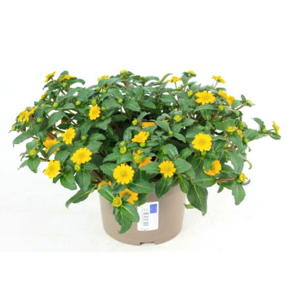 Sanvitalia procumbens picador compact yellow