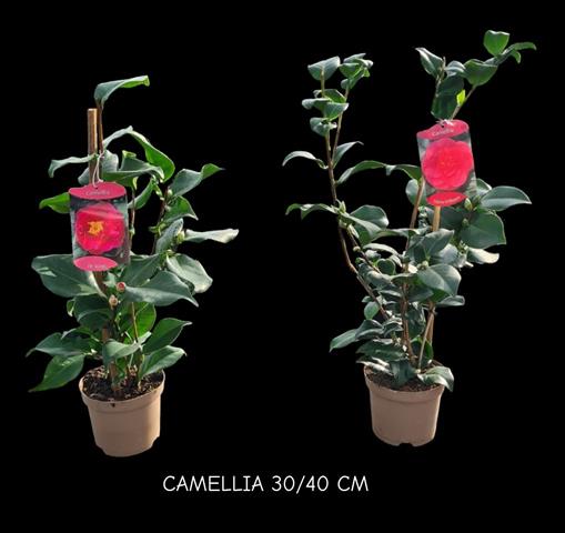 camellia