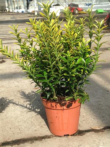 euonymus