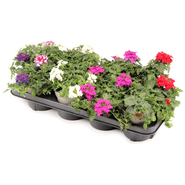 Verbena vepita
