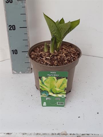 hosta