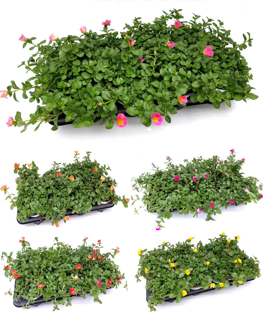 Portulaca oleracea cupcake