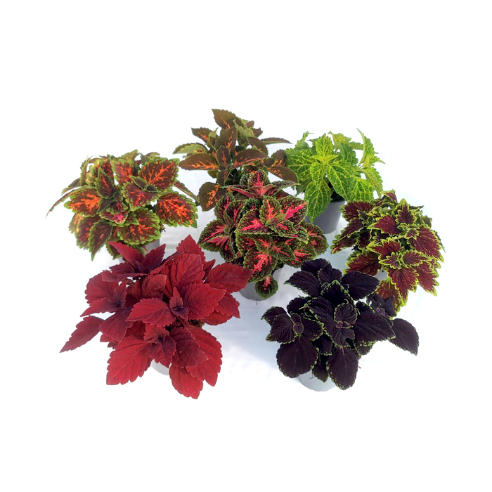 Coleus blumei main street