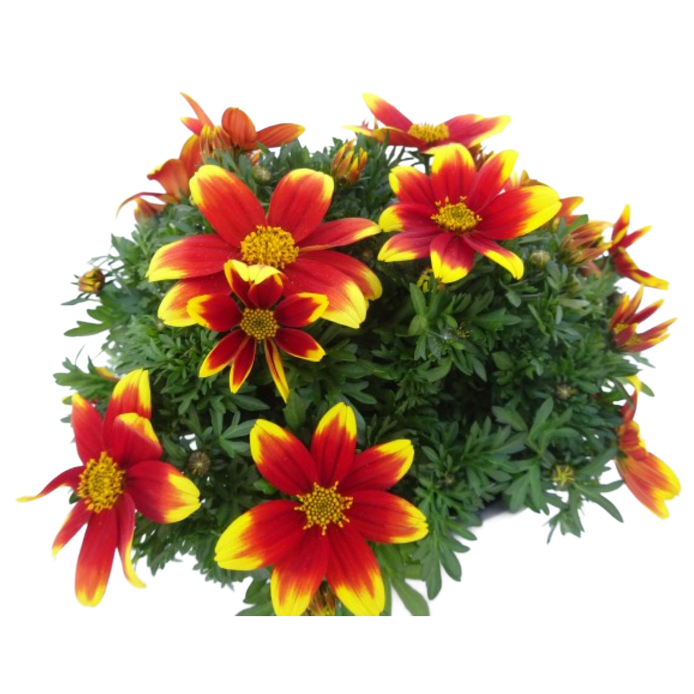 Bidens ferulifolia tiger bee