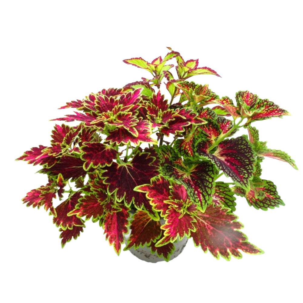 Coleus trafalgar square trio