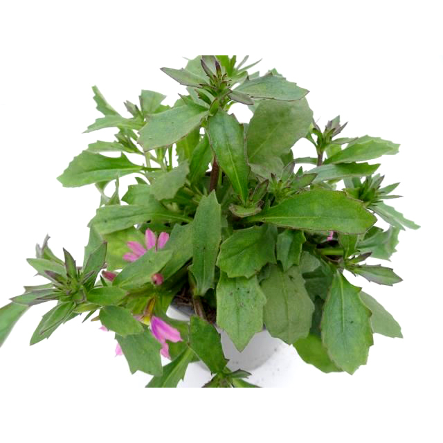 Scaevola pink