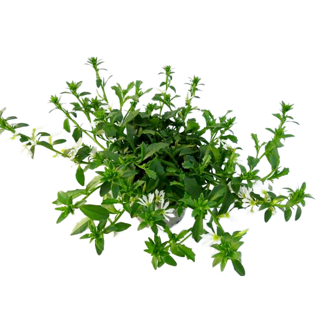 Scaevola white