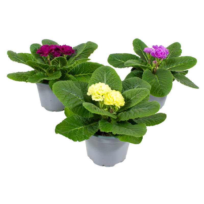 Primula acaulis dreamer