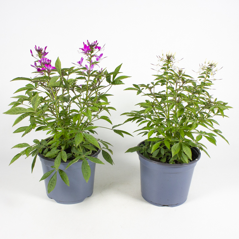Cleome hybriden