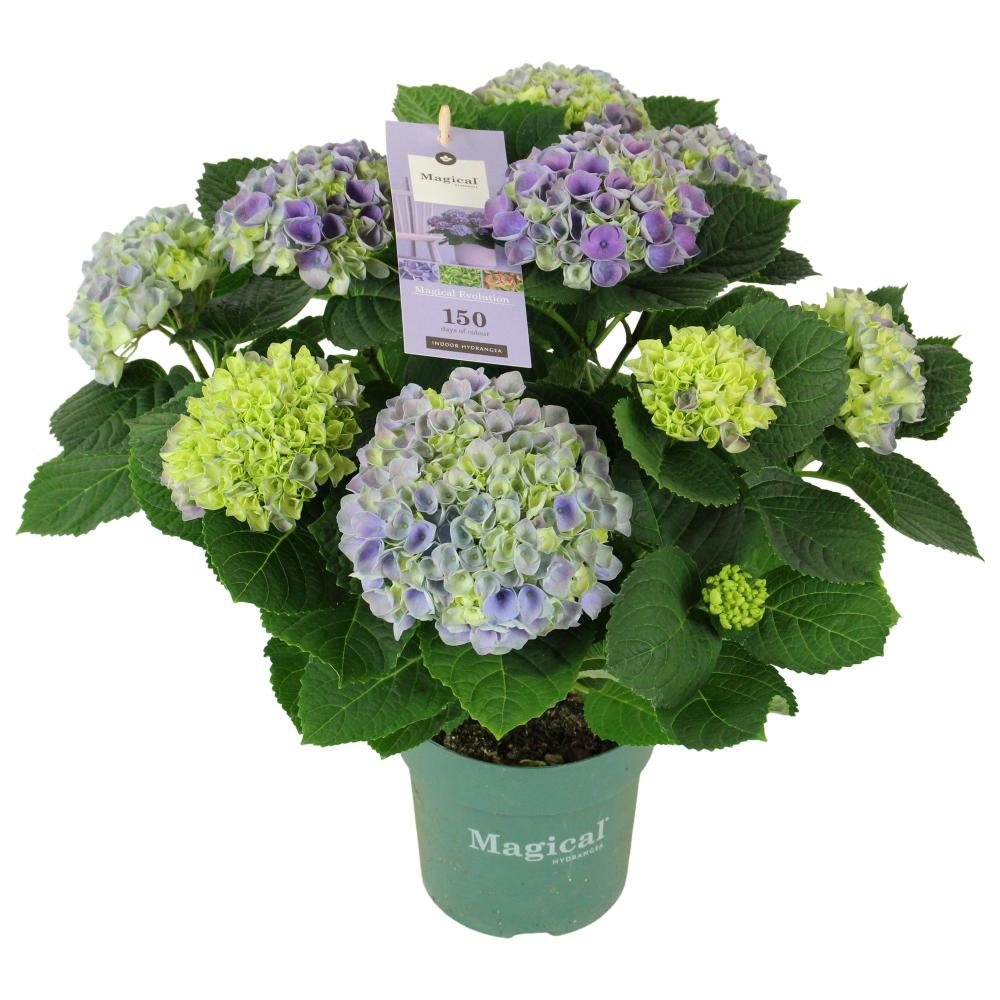 hydrangea