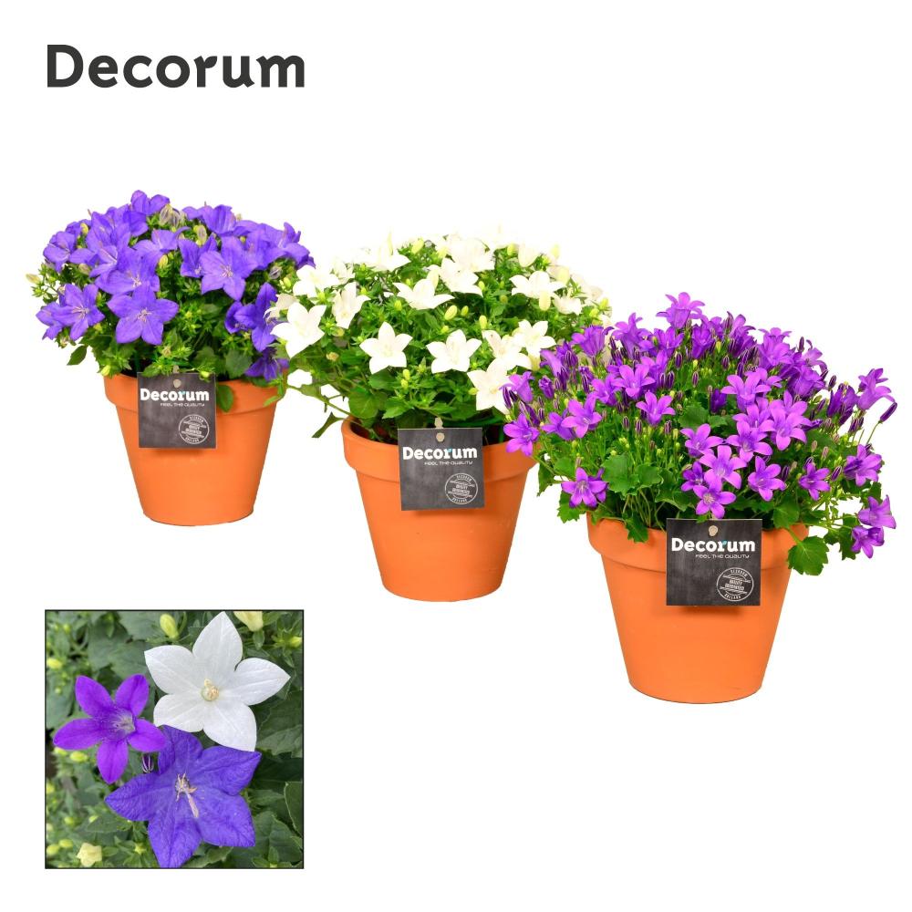 campanula