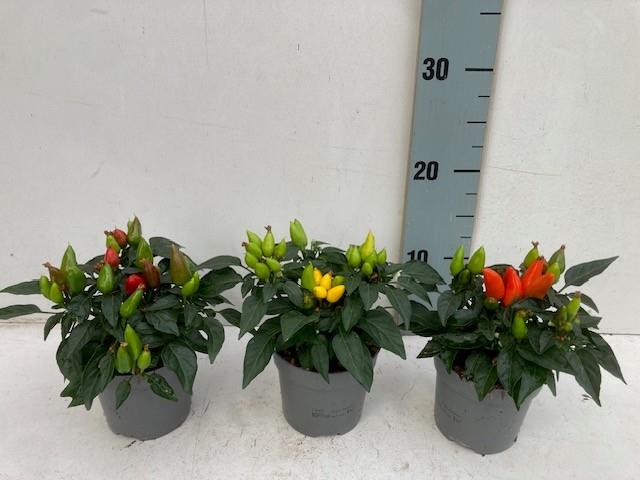 capsicum