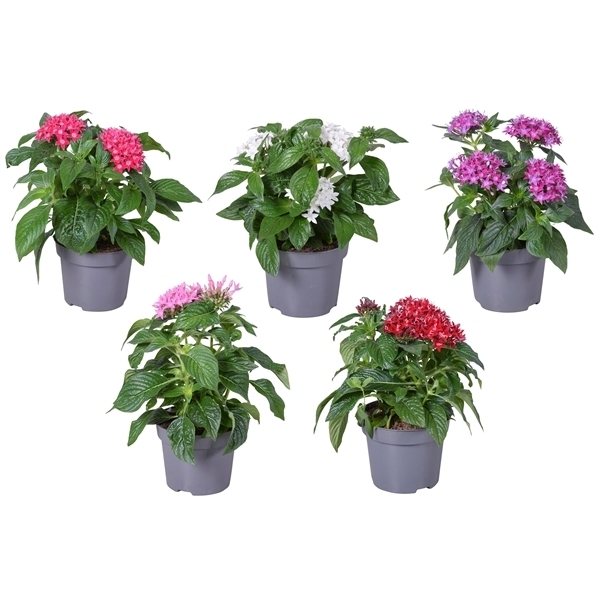 Pentas lanceolata