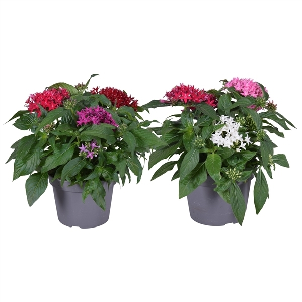 Pentas lanceolata trio