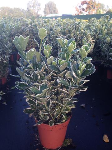 euonymus