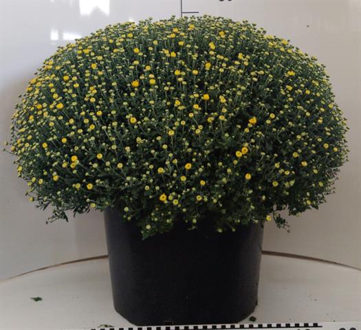 chrysanthemum multi boule