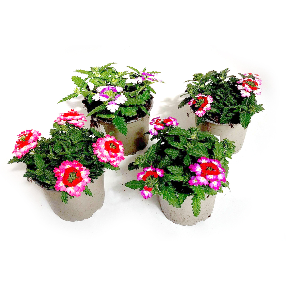 Verbena wicked