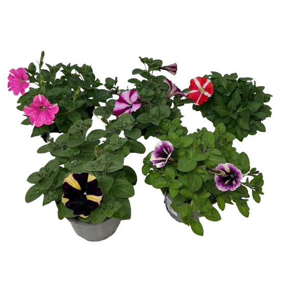 Petunia peppy´s