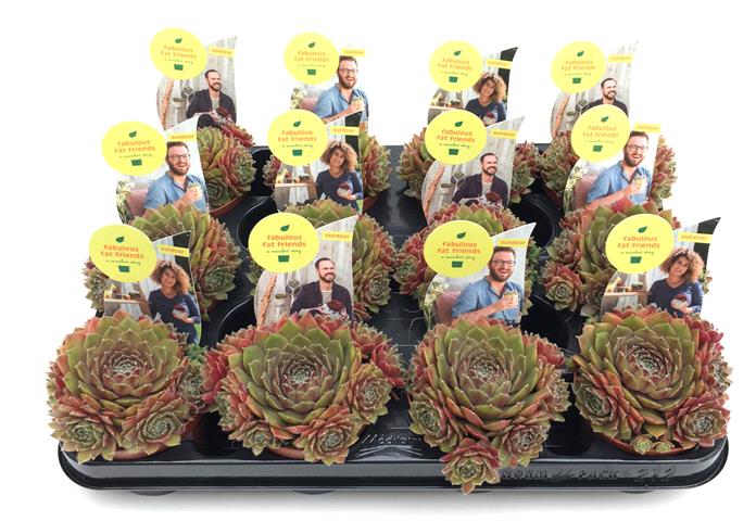 sempervivum