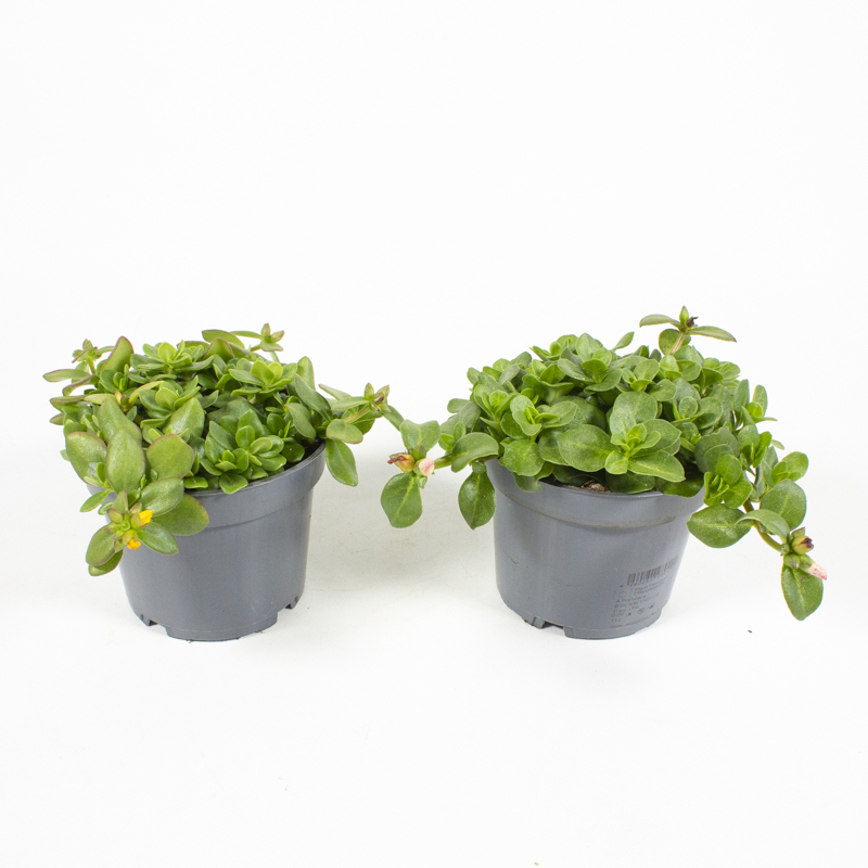 Portulaca peppy´s happybe´s