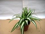 Chlorophytum